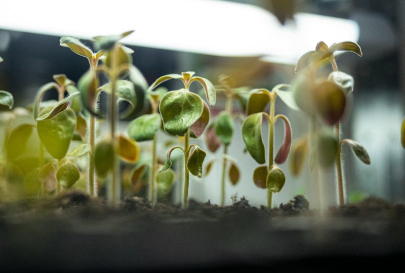 Ensuring Seeding Accuracy, Seeds Production | High Dream